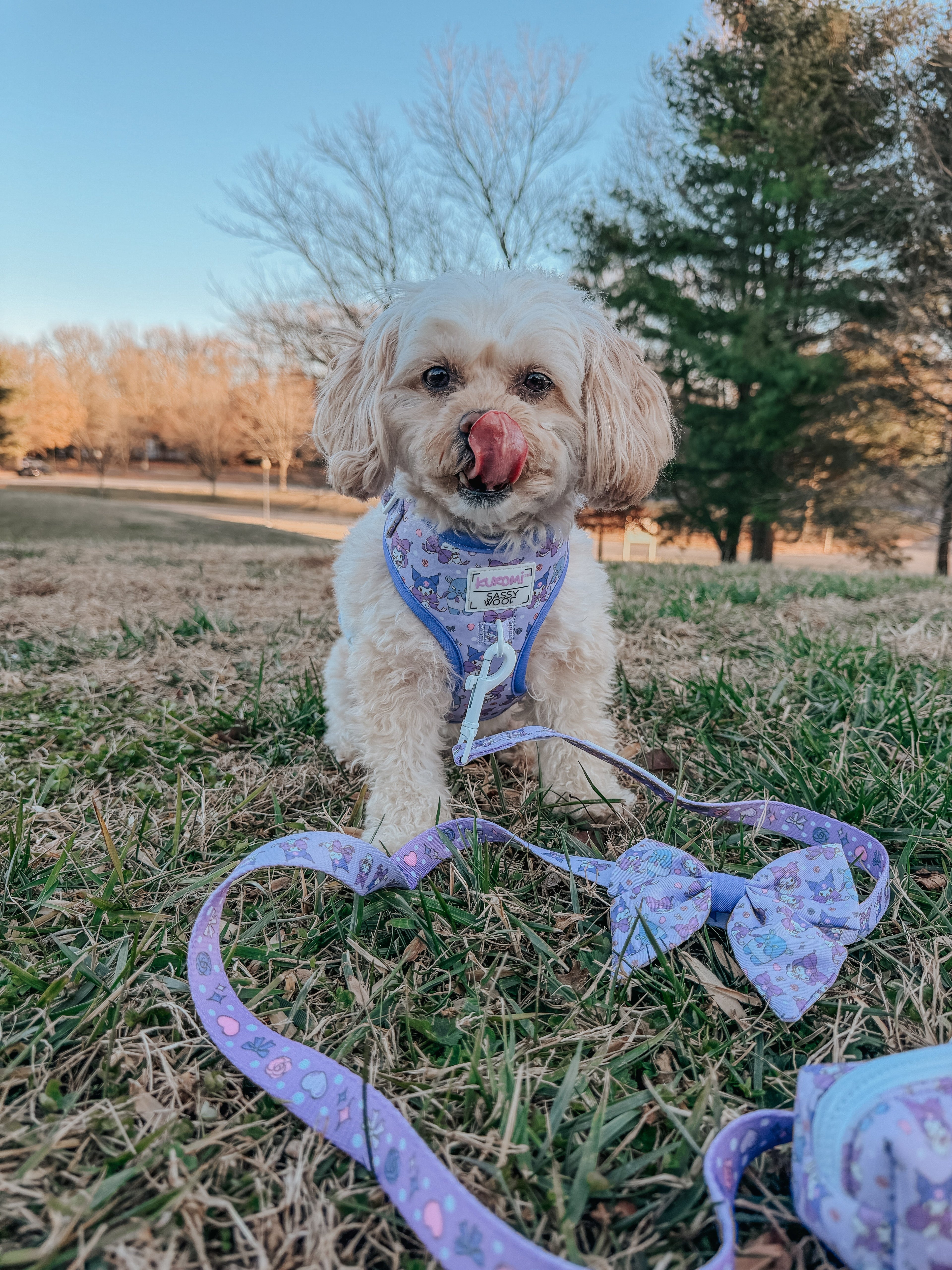 Sassy Woof Kuromi™ pet dog leash in havanese color, lightweight and durable nylon leash for small dogs.