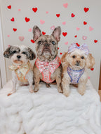 Four-piece bundle of pet collars and harnesses by Sassy Woof, featuring My Melody™ design on havanese and Frenchie dogs.