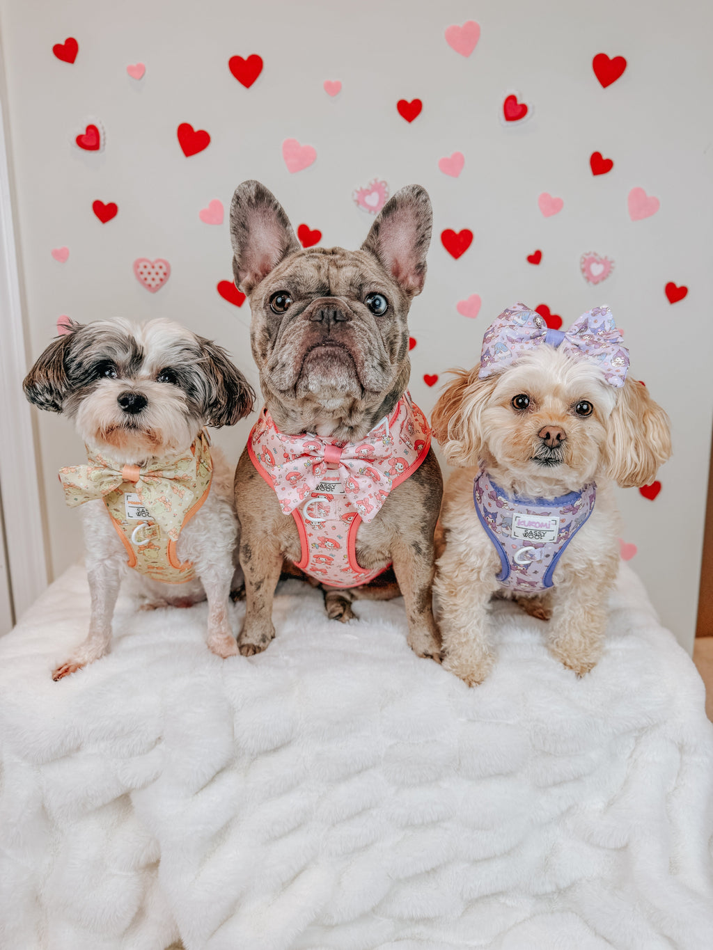 Sassy Woof My Melody dog two-piece collar and harness set with French Bulldog, featuring cute pastel designs and adjustable straps.