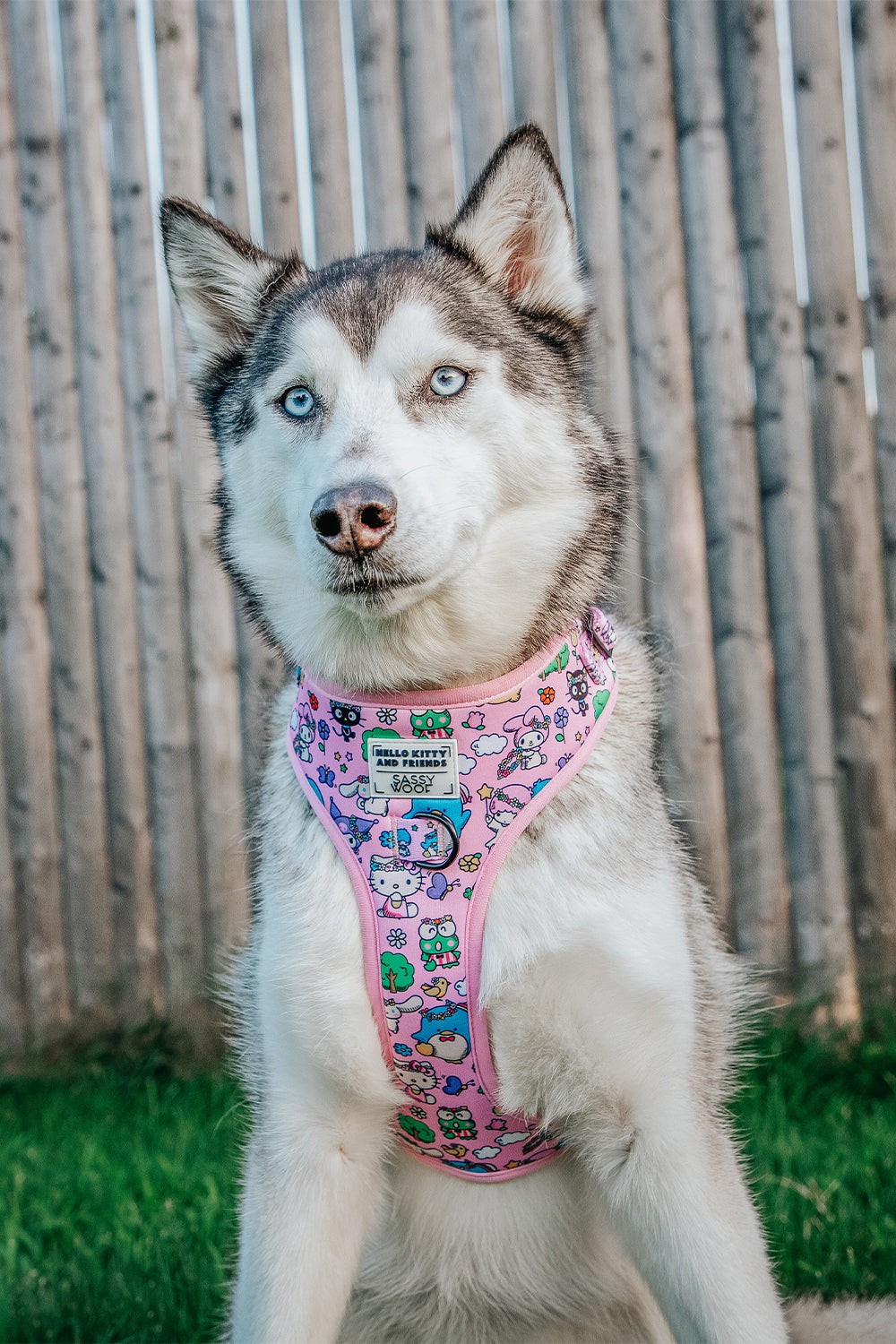 Sassy Woof dog collar and harness bundle featuring Hello Kitty® and Friends Flower Festival design on a husky dog.