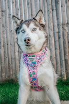 Dog adjustable harness featuring Hello Kitty® and friends with floral pattern, designed for small to medium pets by Sassy Woof.