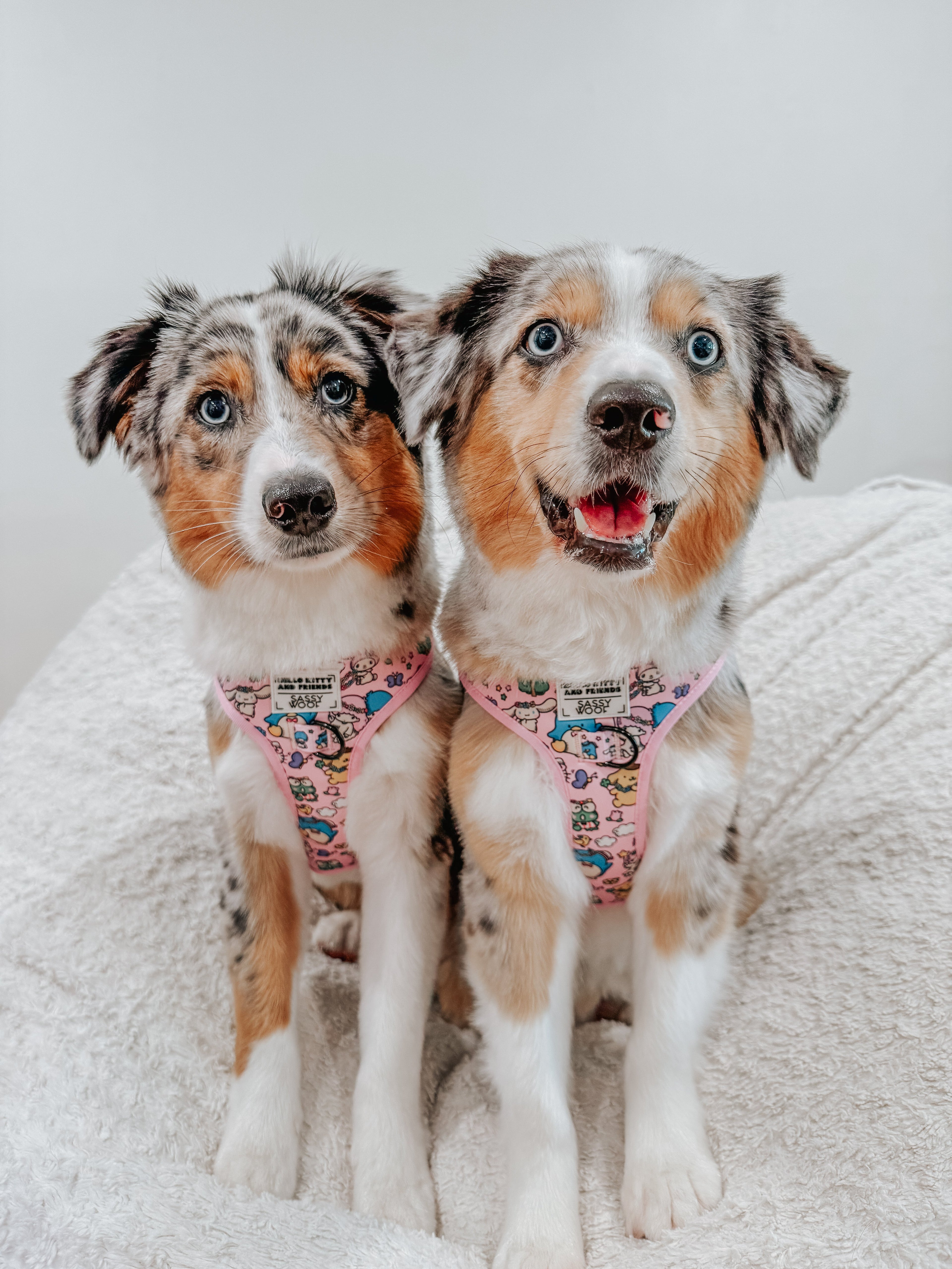 Sassy Woof Hello Kitty and Friends Flower Festival dog collar and harness bundle featuring floral patterns on a small pet collar set.