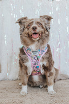 Dog collar and harness set featuring Hello Kitty® and Friends Flower Festival design by Sassy Woof for pets.