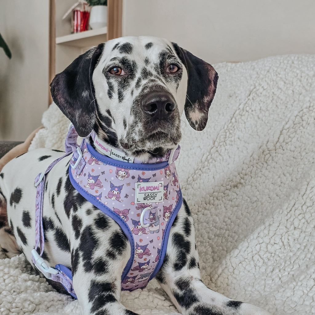 Dog adjustable harness by Sassy Woof featuring a stylish Kuromi™ design, shown on a person with a dog.