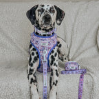 Sassy Woof Kuromi™ dog leash with a stylish pattern, durable pet leash for walking dogs, shown on a person holding it.