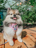 Dog adjustable harness with Hello Kitty® and friends flower festival design by Sassy Woof, featuring pink and floral patterns.