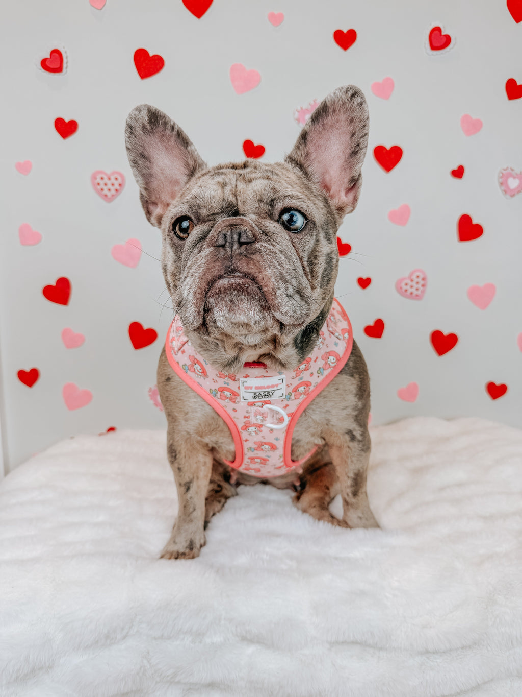 Dog adjustable harness from Sassy Woof's My Melody™ collection, featuring a colorful pattern and secure fit for pets.