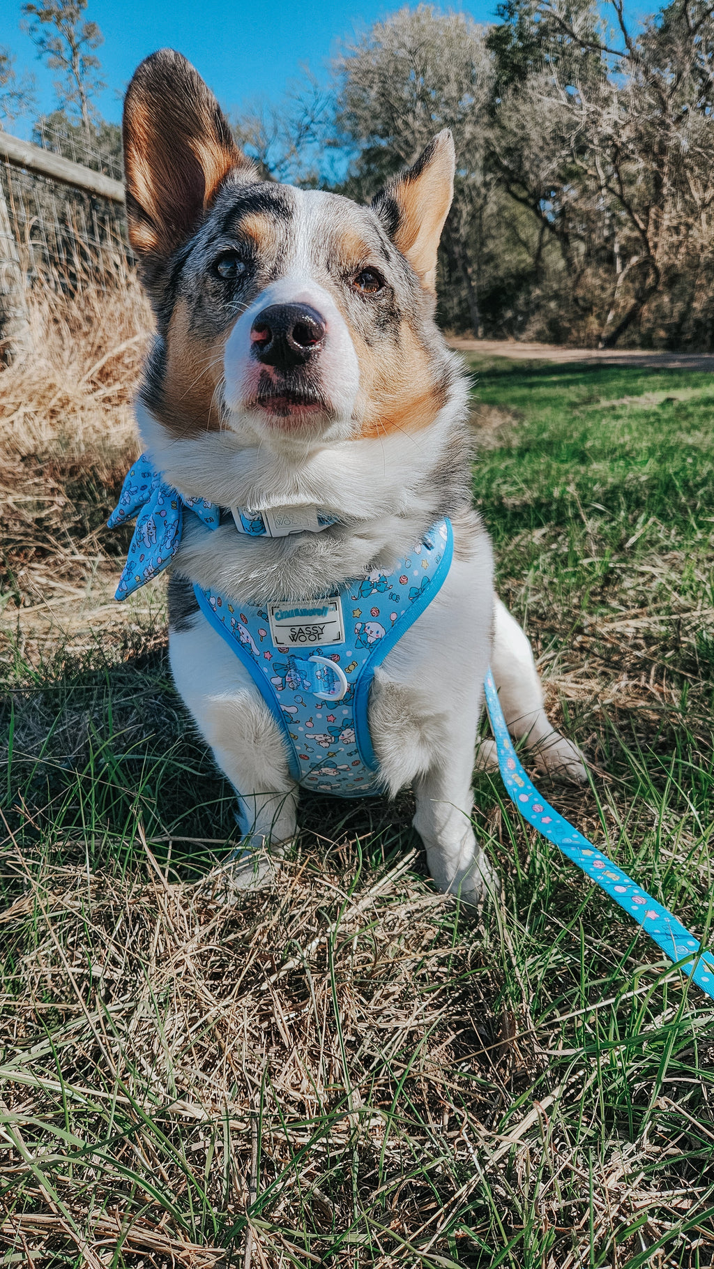 Cinnamoroll™ dog collar by Sassy Woof on a corgi, featuring a adorable design with playful colors and adjustable strap.