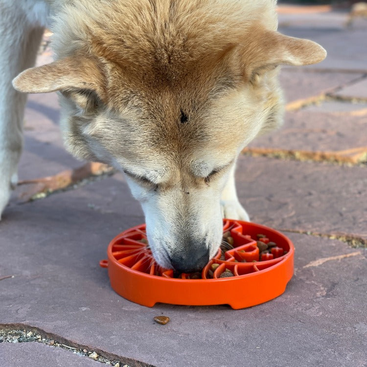 Sun and Moon eTray by SodaPup, USA-made shallow slow feeder dog bowl with yin-yang design for enrichment.