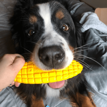 Yellow nylon dog toy shaped like corn on the cob for aggressive chewers, USA-made by SodaPup, durable and safe for dogs.