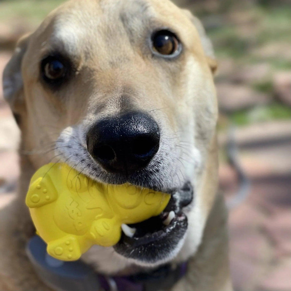 Medium Honey Bear Rubber Dog Toy and Treat Dispenser by SodaPup, durable rubber for interactive dog play and treat dispensing.