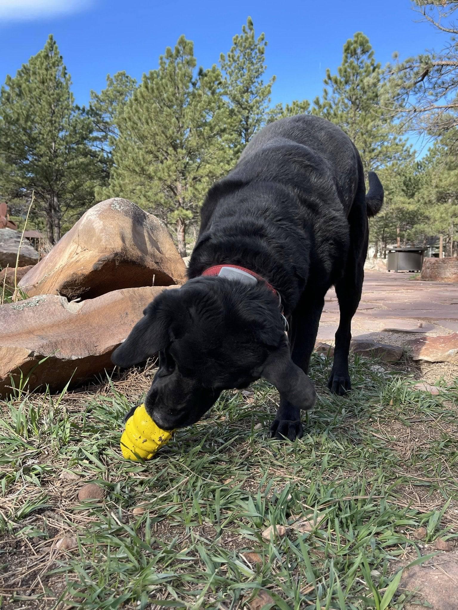 Rubber Honey Bear treat dispenser for dogs by SodaPup/True Dogs, USA-made durable rubber dog toy for interactive play.