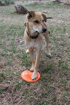 Orange Rubber Dog Frisbee by SodaPup, vet-approved Bottle Top Flyer toy, designed for dogs, USA-made, durable rubber material.