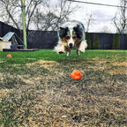 Orange Crazy Bounce Rubber Dog Chew Toy for Power Chewers by SodaPup, with retrieving ball, USA-made durable rubber dog toy.