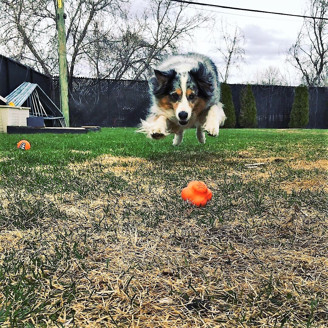 Orange Crazy Bounce Rubber Dog Chew Toy for Power Chewers by SodaPup, with retrieving ball, USA-made durable rubber dog toy.