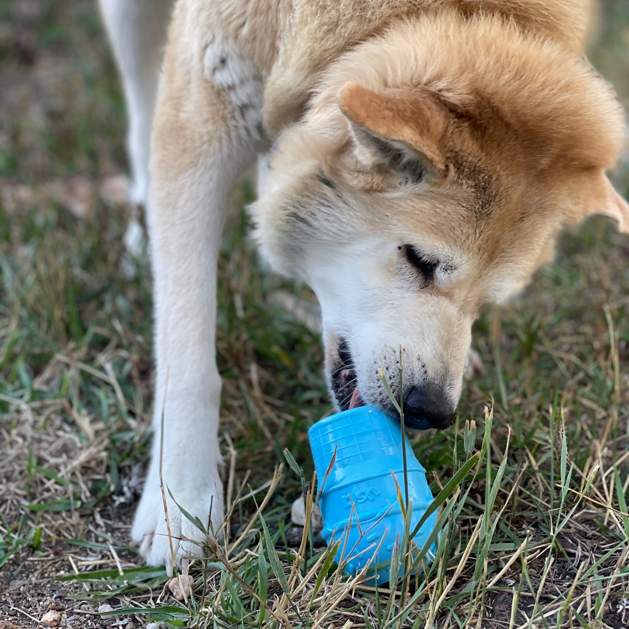 Blue ice cream cone rubber dog chew toy for power chewers from SodaPup, USA-made, durable and fun for large dogs.