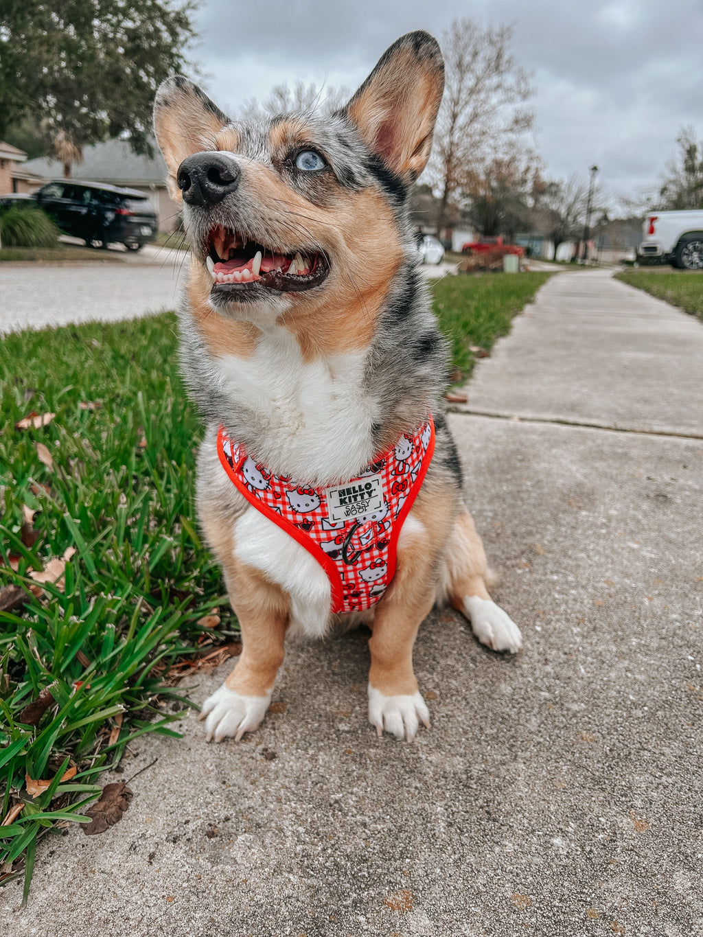 Red Hello Kitty® adjustable dog harness by Sassy Woof, featuring a cute stormy corgi wearing the harness.