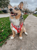 Red Hello Kitty® adjustable dog harness by Sassy Woof, featuring a cute stormy corgi wearing the harness.
