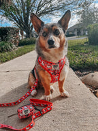 Red Hello Kitty® dog collar by Sassy Woof featuring classic design, adjustable strap, and adorable character print for small pets.